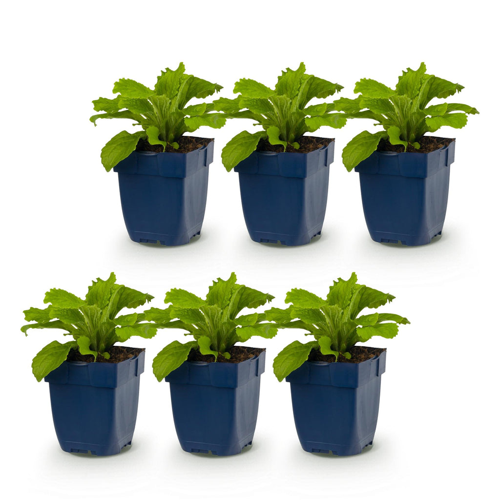 Vasteplant - Digitalis purp. Dalmatian Purple - Vingerhoedskruid - Schaduw - Paars - 6 Planten - Pot 11cm - Hoogte 15-25cm
