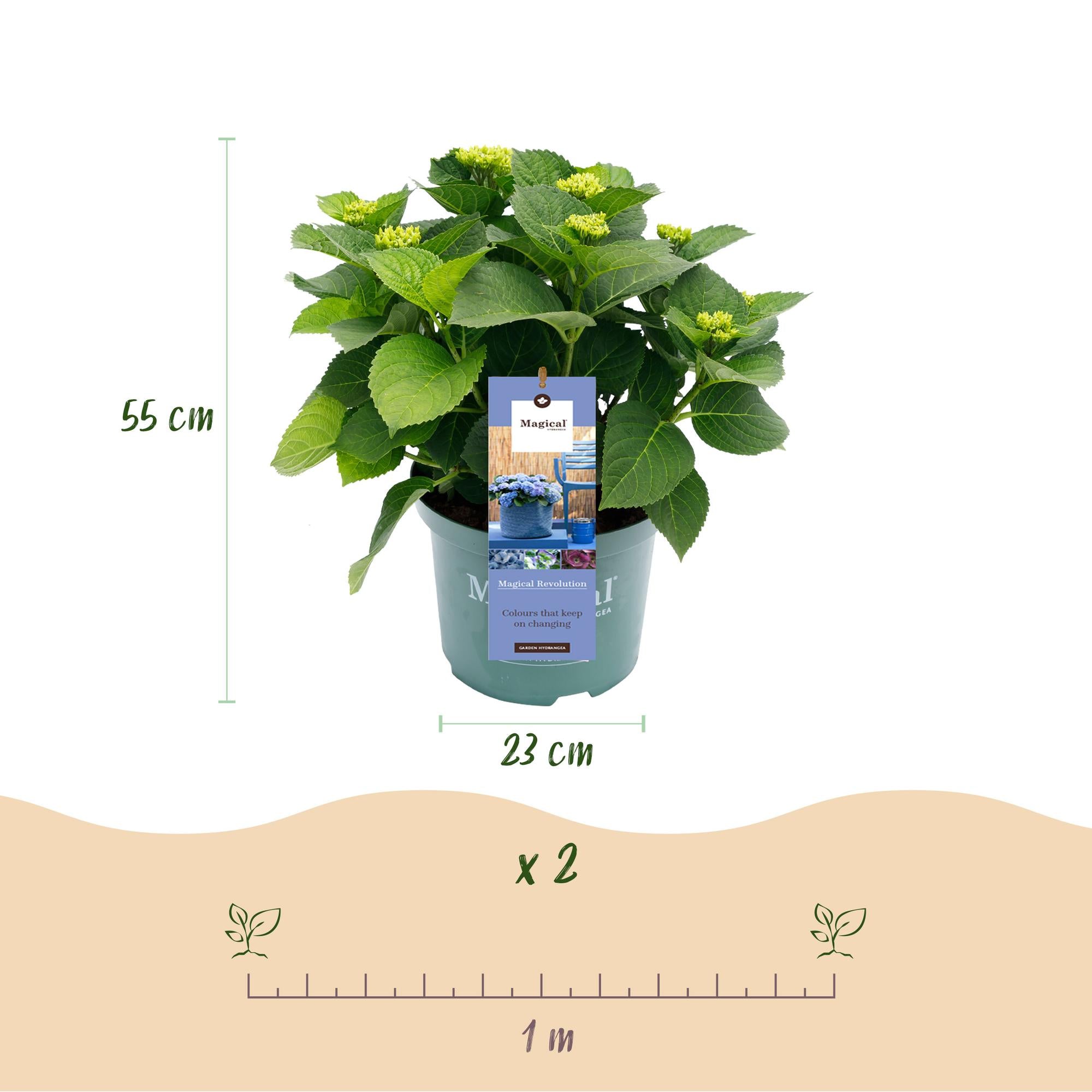 Terrasplant - Hortensia - Hydrangea Magical Revolution Blue - Blauw - 6-10 Bloemen - Pot 23cm Hoogte 55cm