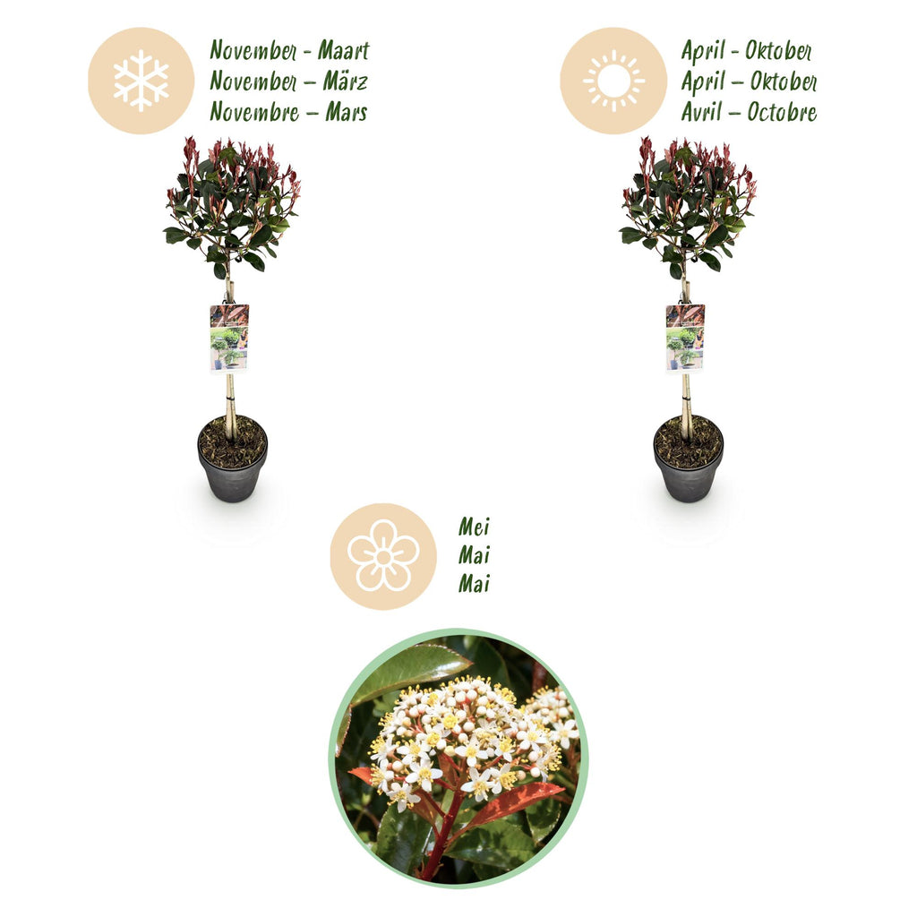 Plant op Stam - Photinia fraseri Little Red Robin - Terras Plant - Bladhoudend - Winterhard - Groen-Rood Blad - Pot 19cm Hoogte 90cm