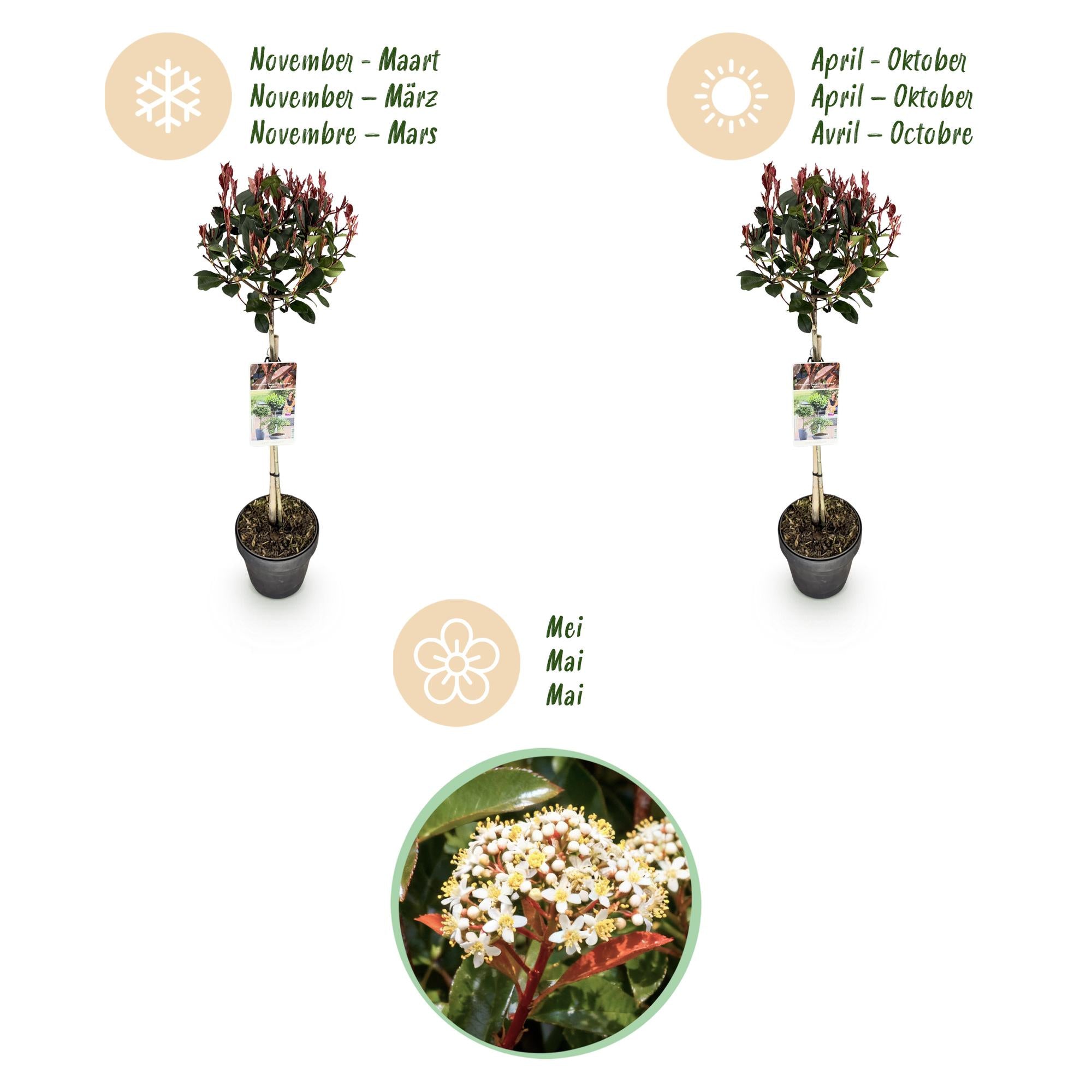 Plant op Stam - Photinia fraseri Little Red Robin - Terras Plant - Bladhoudend - Winterhard - Groen-Rood Blad - Pot 19cm Hoogte 90cm