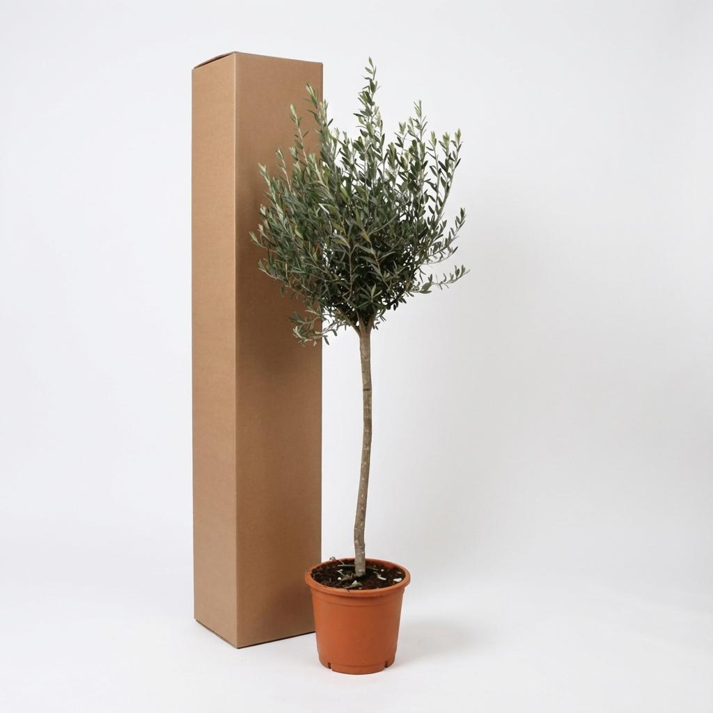 Olea Europaea op stam - 160cm- Ø24