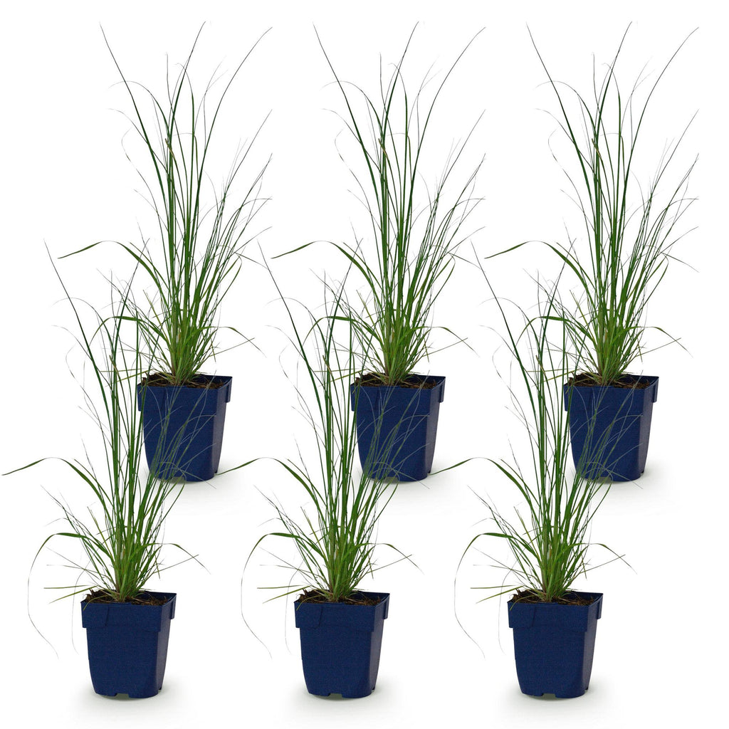 Grassen - Cortaderia sell. Pumila - Dwergpampasgras - Met Pluim - Grijs - 6 Planten - Pot 11cm - Hoogte 15-25cm