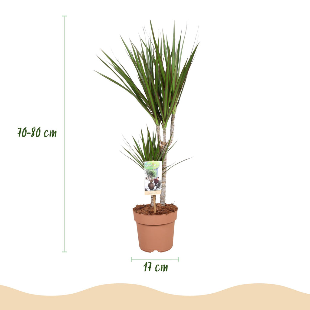 Green is... Kamerplanten - Dracaena Marginata - Drakenbloedboom - Weinig onderhoud - Groen - 2 Planten - Pot 17cm - Hoogte 70-80cm