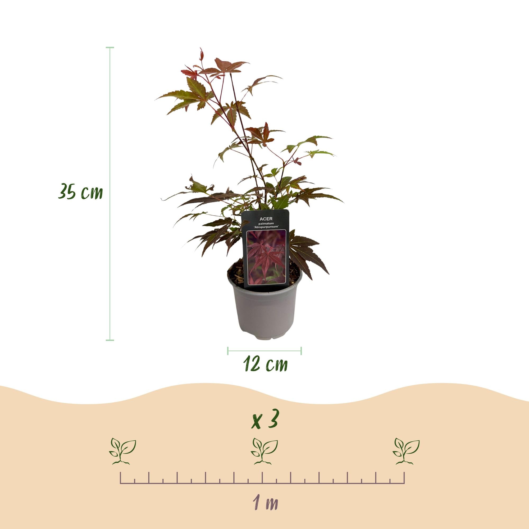 Tuinplant - Acer palmatum Atropurpureum - Paars - 3 Planten - Blad verliezend - Weinig Onderhoud - Pot 12cm Hoogte 35cm