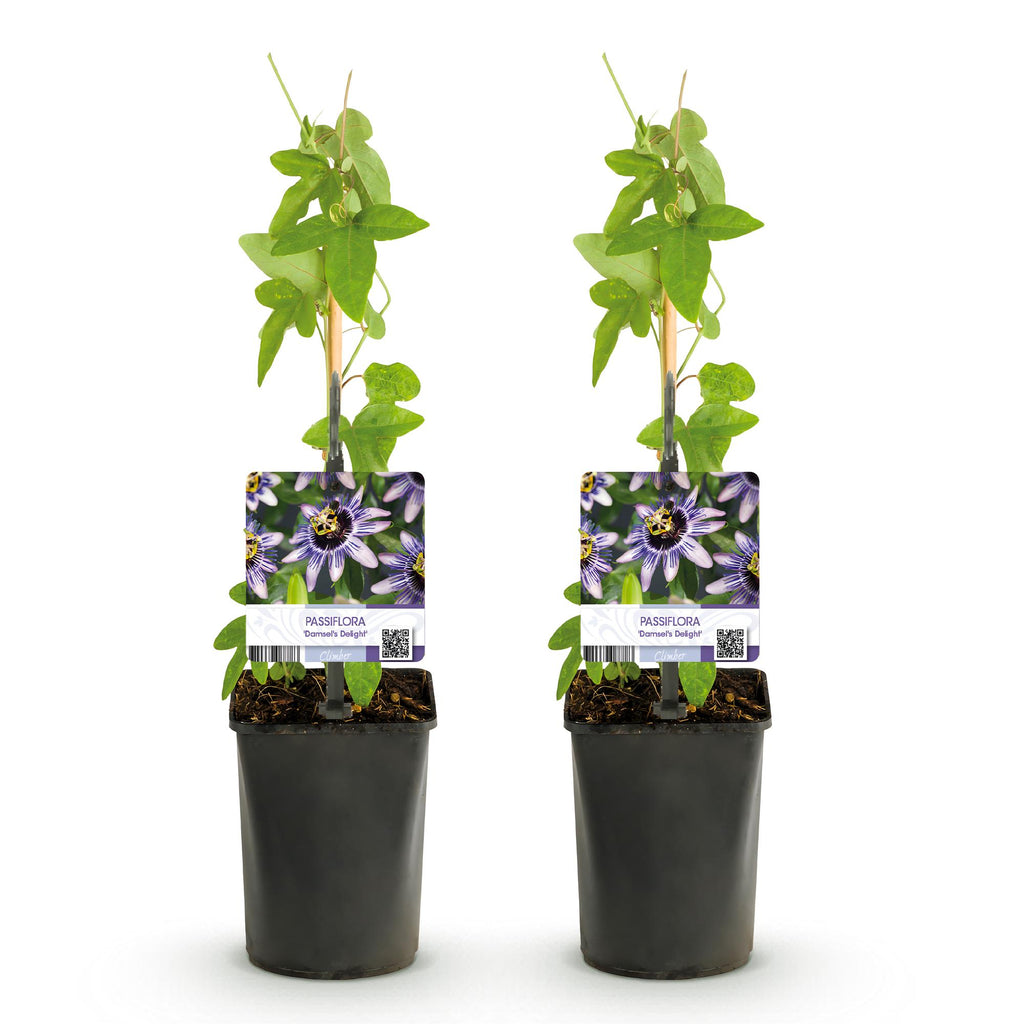 Passiebloem - Passiflora Damsels Delight  - Bloem Paars met Wit - Weinig onderhoud - 2 planten - Pot 11cm Hoogte 40cm