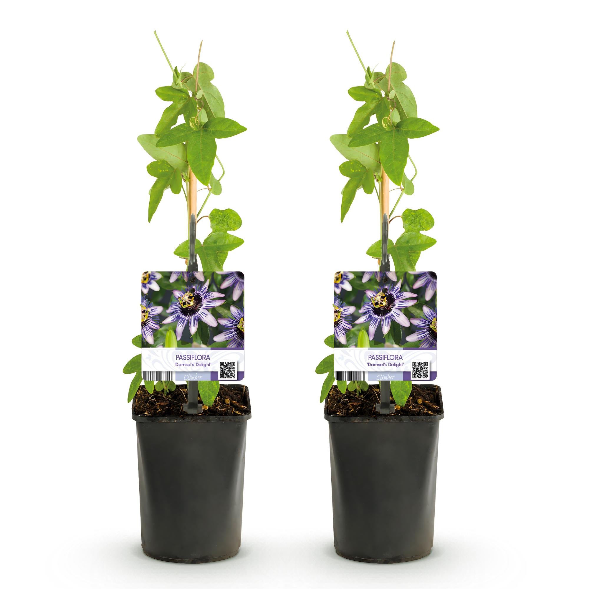 Passiebloem - Passiflora Damsels Delight  - Bloem Paars met Wit - Weinig onderhoud - 2 planten - Pot 11cm Hoogte 40cm