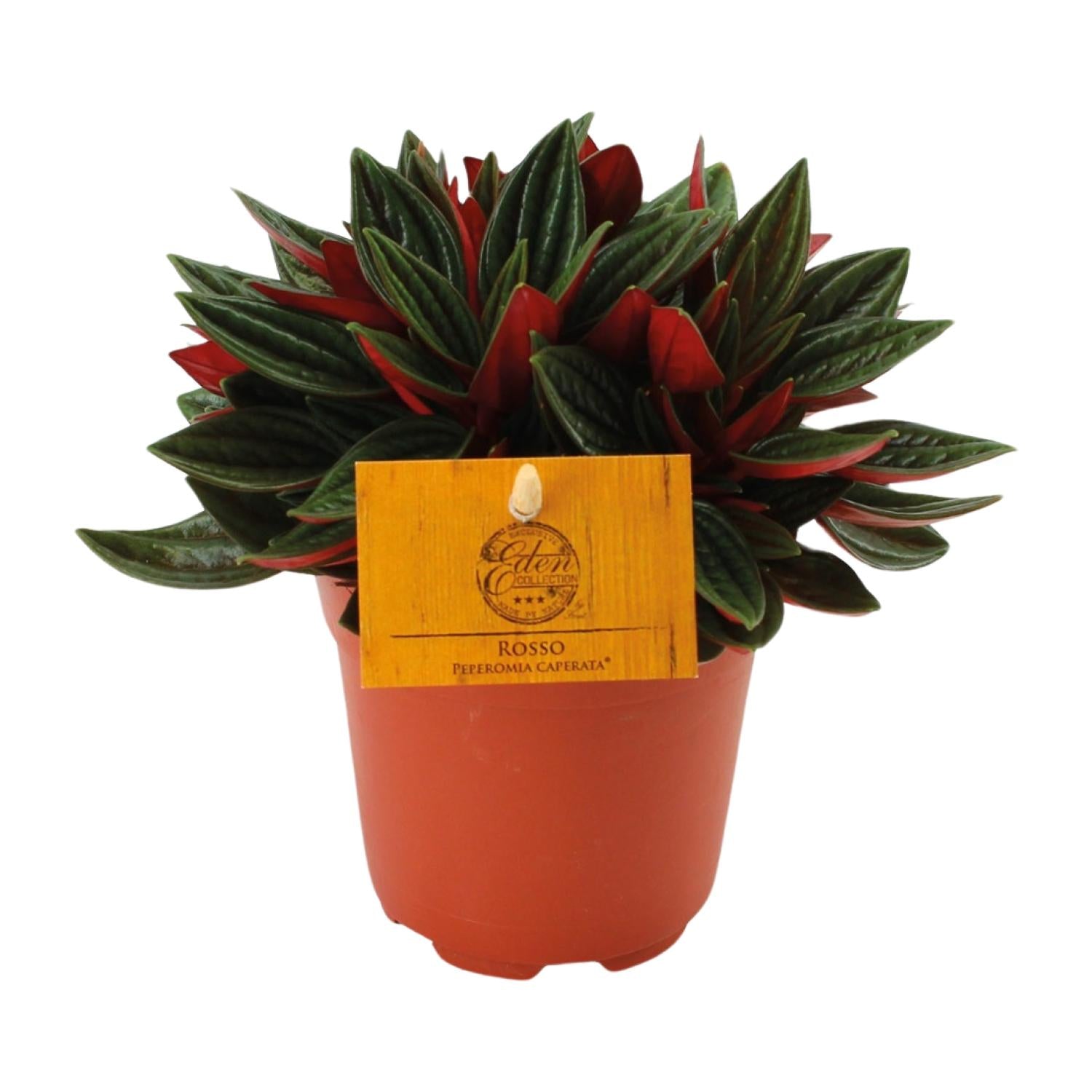 Peperomia Caperata Rosso - Ø10,5cm - ↕15cm