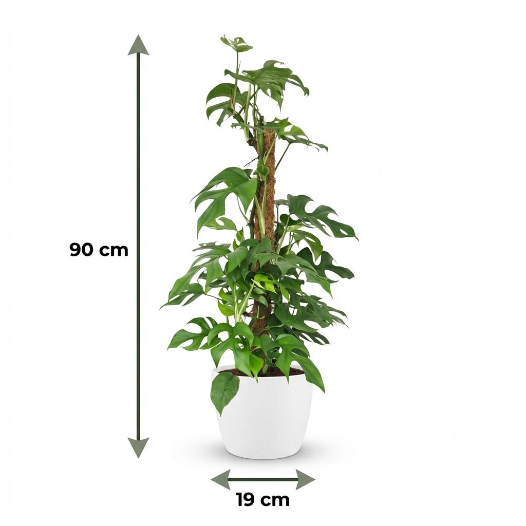 Kamerplant - Mini Gatenplant - Monstera Minima Mosstok - Groen - Weinig onderhoud - 1 Plant - met Potter Wit - Pot 19cm - Hoogte 90cm