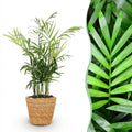 Kamerplant - Chamaedorea elegans - Goudpalm - Huisdiervriendelijke Plant - Groen - 1 Plant - met Mand - Pot 12cm - Hoogte 15cm