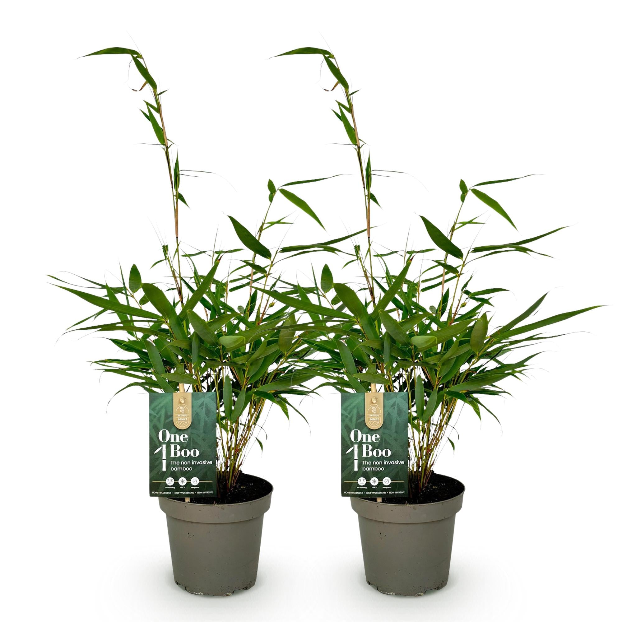 Grassen - Fargesia robusta Pingwu - Niet Woekerende Bamboe - Bladhoudend - Groen - 2 Planten - Pot 14 cm - Hoogte 35 cm
