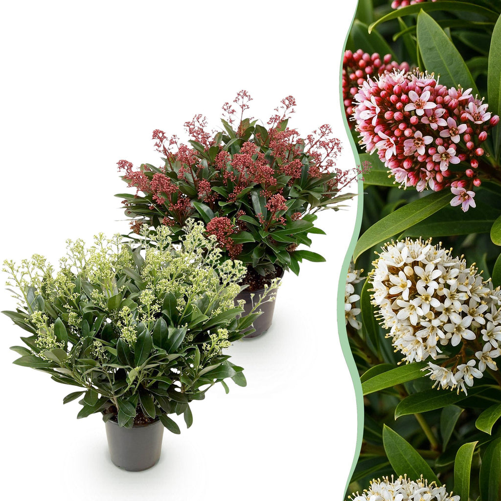Terrasplant - Skimmia japonica Duo - Bloem Wit & Rood - 40+ Bloemen - 2 Planten - Winterhard - Pot 19cm Hoogte 60cm