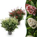 Terrasplant - Skimmia japonica Duo - Bloem Wit & Rood - 40+ Bloemen - 2 Planten - Winterhard - Pot 19cm Hoogte 60cm