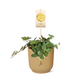 Peperomia ‘Hope’ in ELHO Vibes Fold 14cm geel