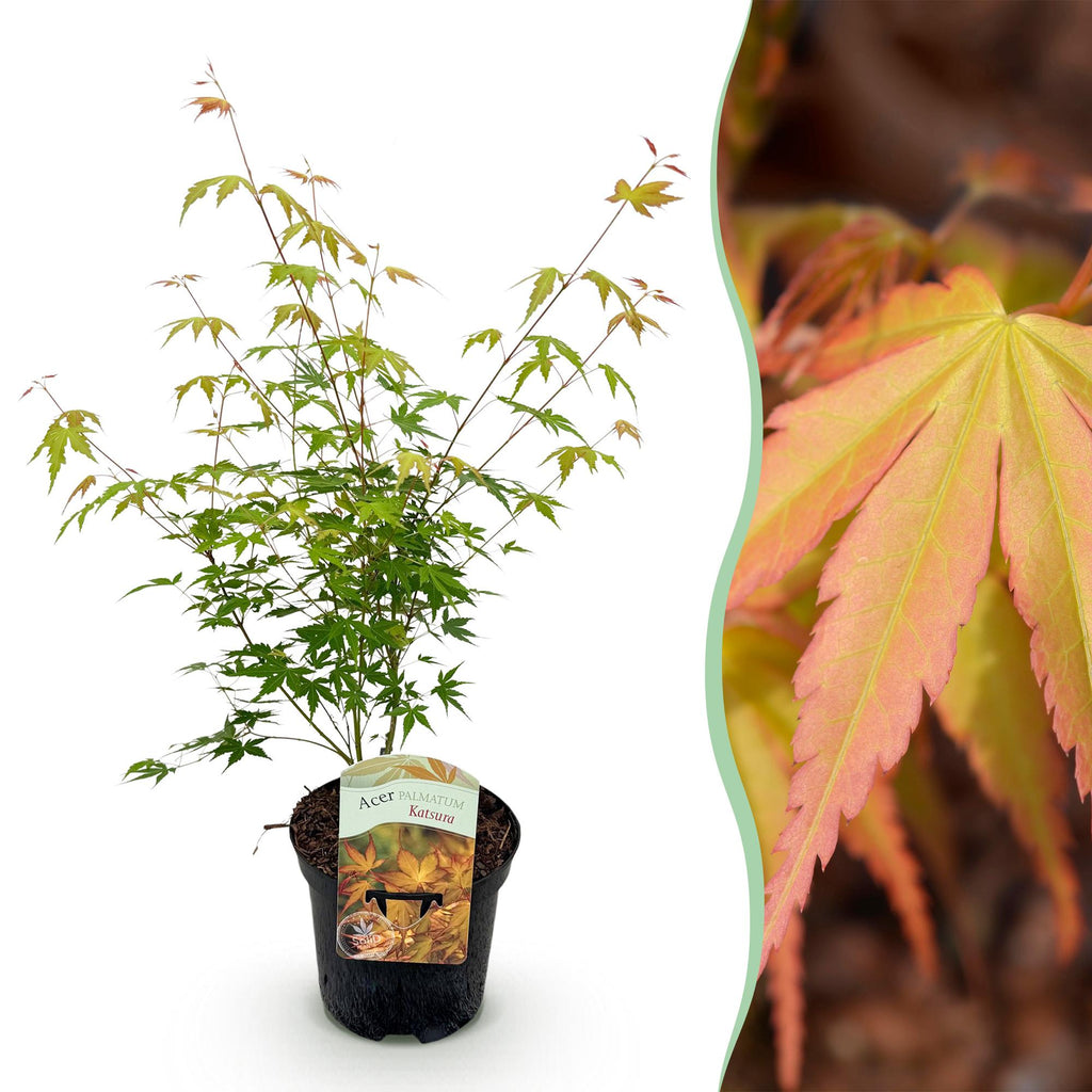 Terrasplant - Japanse Esdoorn - Acer palmatum Katsura - Oranje - 1 Plant - Bladverliezend - Pot 19cm Hoogte 70cm