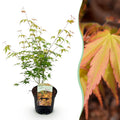 Terrasplant - Japanse Esdoorn - Acer palmatum Katsura - Oranje - 1 Plant - Bladverliezend - Pot 19cm Hoogte 70cm