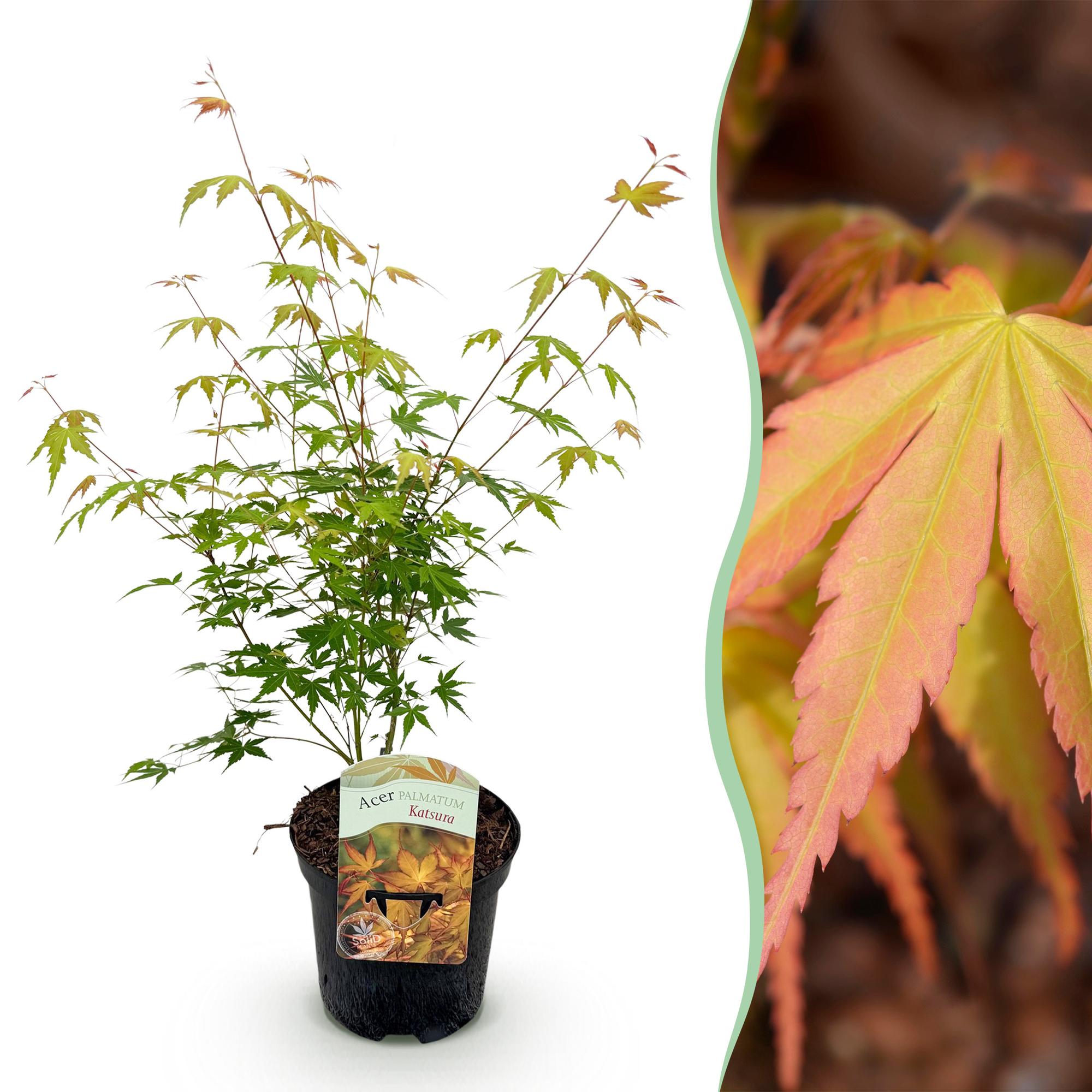 Terrasplant - Japanse Esdoorn - Acer palmatum Katsura - Oranje - 1 Plant - Bladverliezend - Pot 19cm Hoogte 70cm