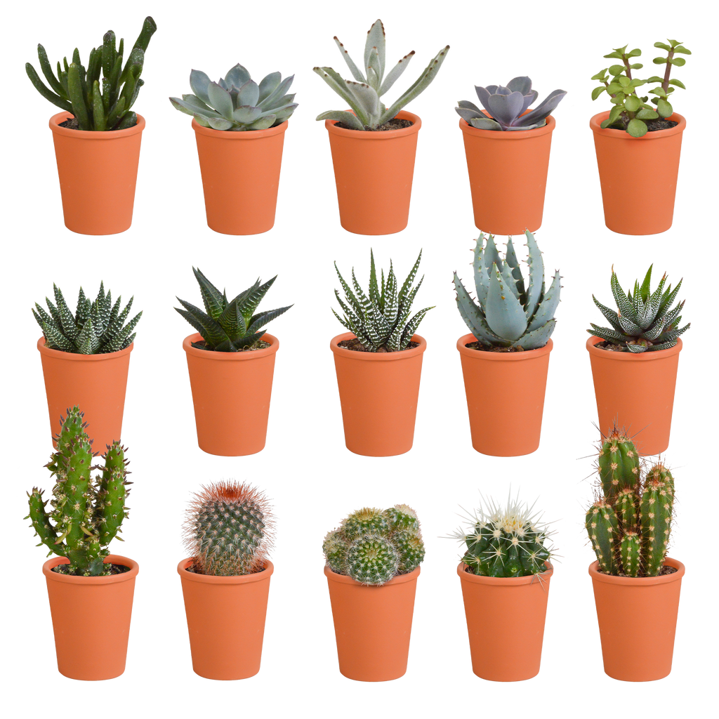 Cactus en vetplanten mix 5.5 cm | 15 stuks - in terracotta pot