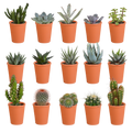 Cactus en vetplanten mix 5.5 cm | 15 stuks - in terracotta pot