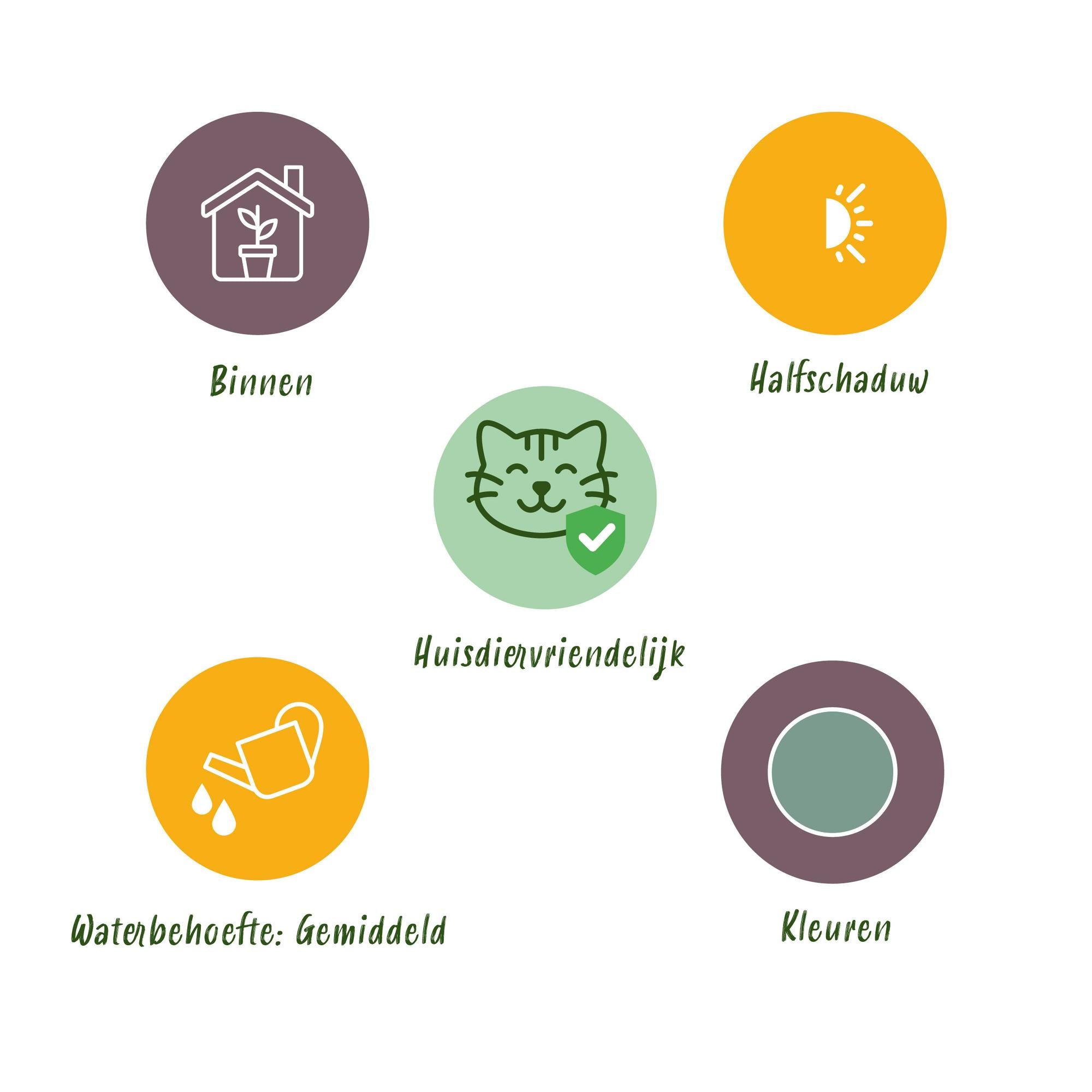 Kamerplant - Phlebodium aureum Blue Star - Blauwe Varen - Huisdiervriendelijke Plant - Blauw - 2 Planten - met Mand - Pot 12cm - Hoogte 25cm