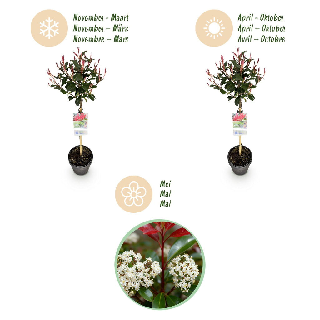 Plant op Stam - Photinia fraseri Carre Rouge - Terras Plant - Bladhoudend - Winterhard - Groen-Rood Blad - Pot 19cm Hoogte 90cm