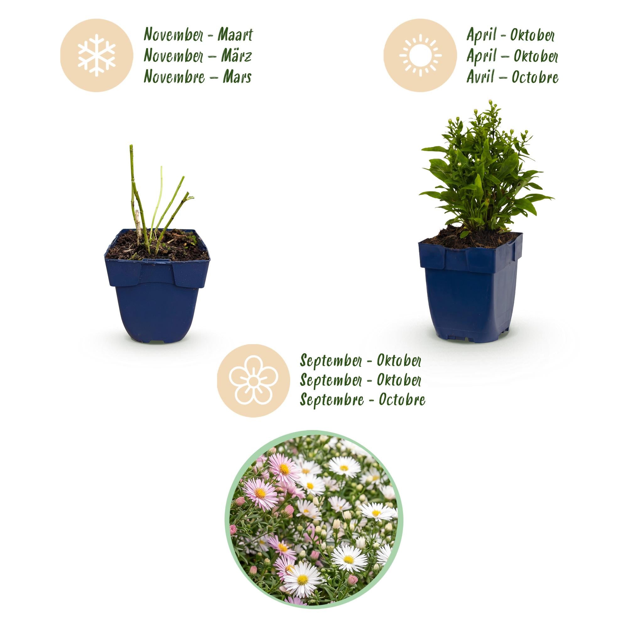 Vasteplant - Aster Tricolour - Zee Aster - Bijen en Vlinderlokkers - Paars - Roze - Wit - 6 Planten - Pot 11cm - Hoogte 15-25cm