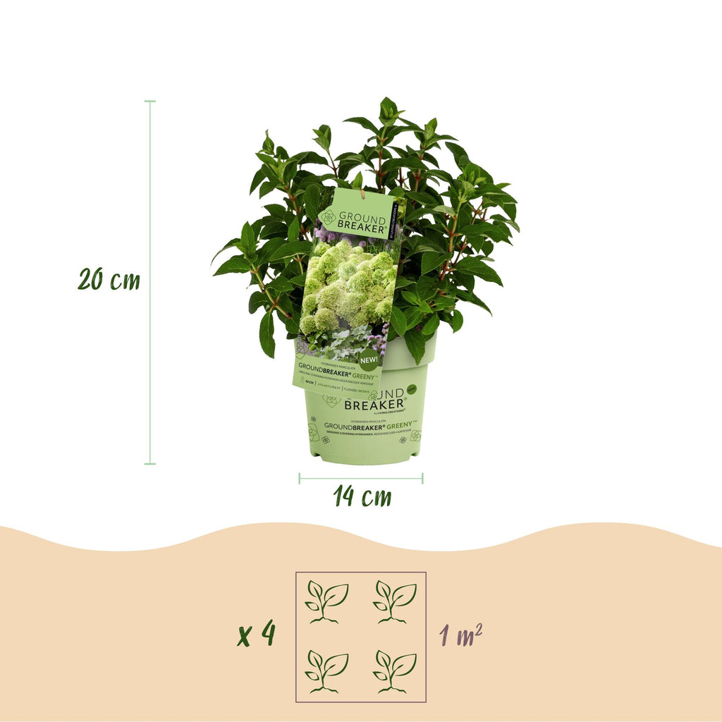 Tuinplant - Hydrangea panniculata Groundbreaker Greeny - Pluimhortensia - Winterhard - Creme - 2 Planten - Pot 14cm -Hoogte 20-25cm