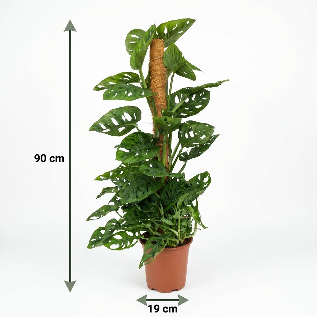 Kamerplant - Monkey Mask - Monstera Andansonii Mosstok - Groen - Weinig onderhoud - 1 Plant - Pot 19cm - Hoogte 90cm