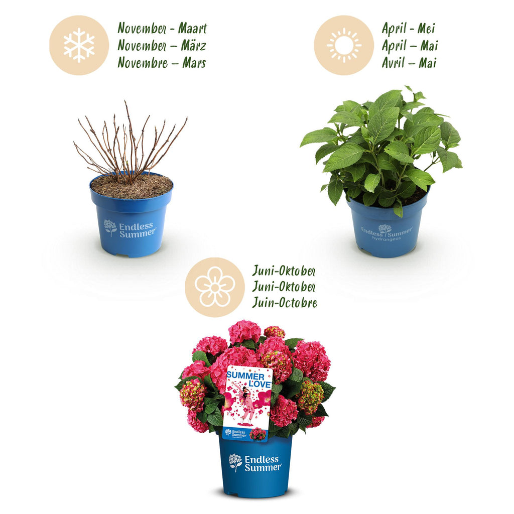 Tuinplant - Hydrangea Endles Summer Summer Love Red - Hortensia - Winterhard - Rood - 1 Plant - Pot 14cm - Hoogte 20-25cm