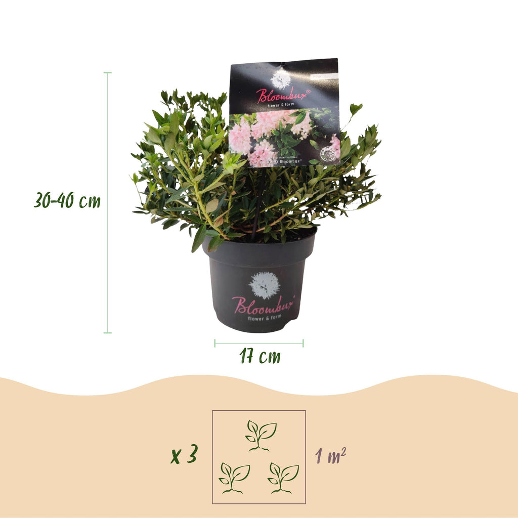Dwerg Rhododendron - Rhododendron Bloombux Light Pink - Bloeiende Buxus - Weinig Onderhoud - Licht Roze Bloem - 6 Planten - Pot 17cm - Hoogte 30-40cm