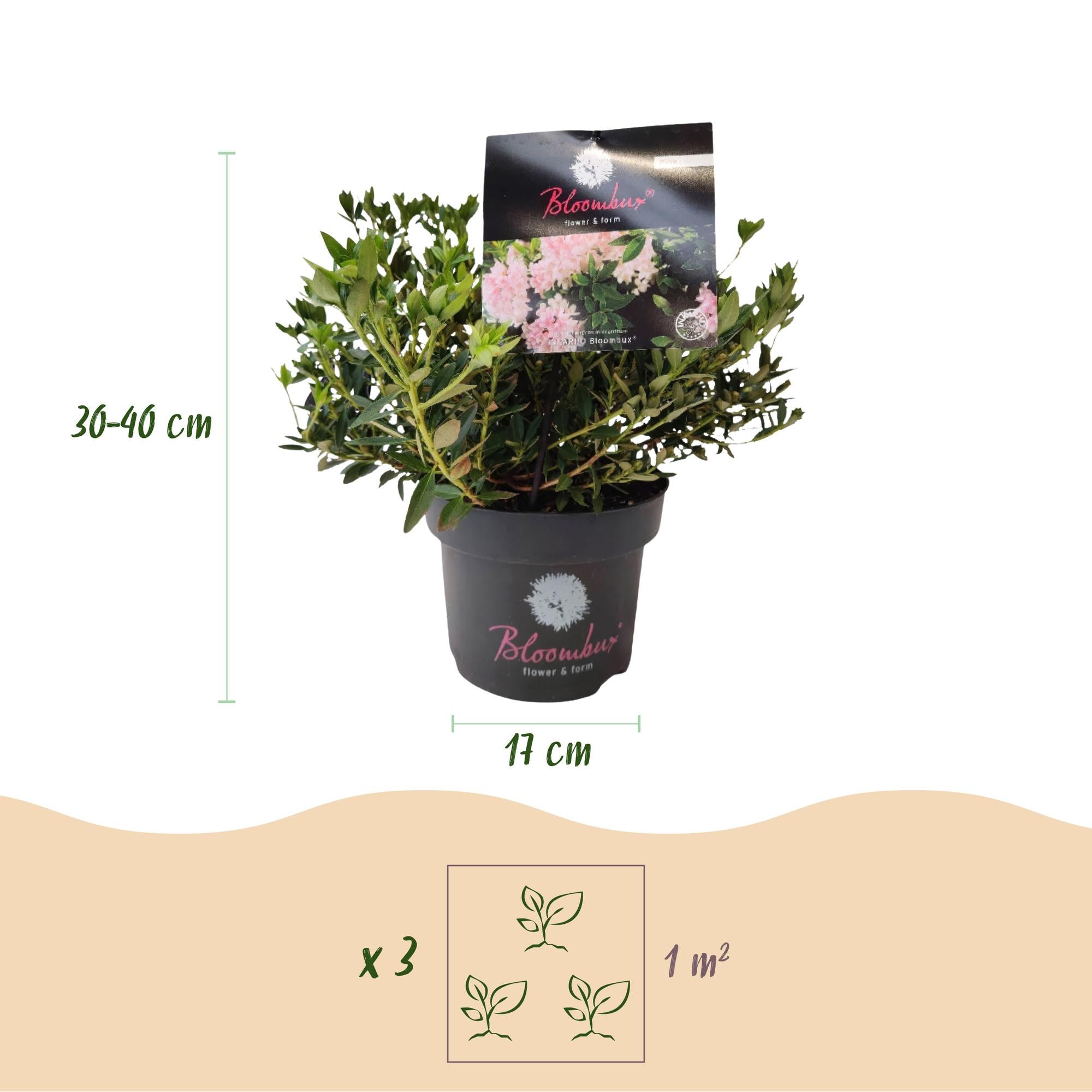 Dwerg Rhododendron - Rhododendron Bloombux Light Pink - Bloeiende Buxus - Weinig Onderhoud - Licht Roze Bloem - 6 Planten - Pot 17cm - Hoogte 30-40cm