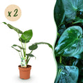 Green is... Kamerplanten - Alocasia Cucullata - Boeddha,s hand - Weinig onderhoud - Groen - 2 Planten - Pot 17cm - Hoogte 60-65cm