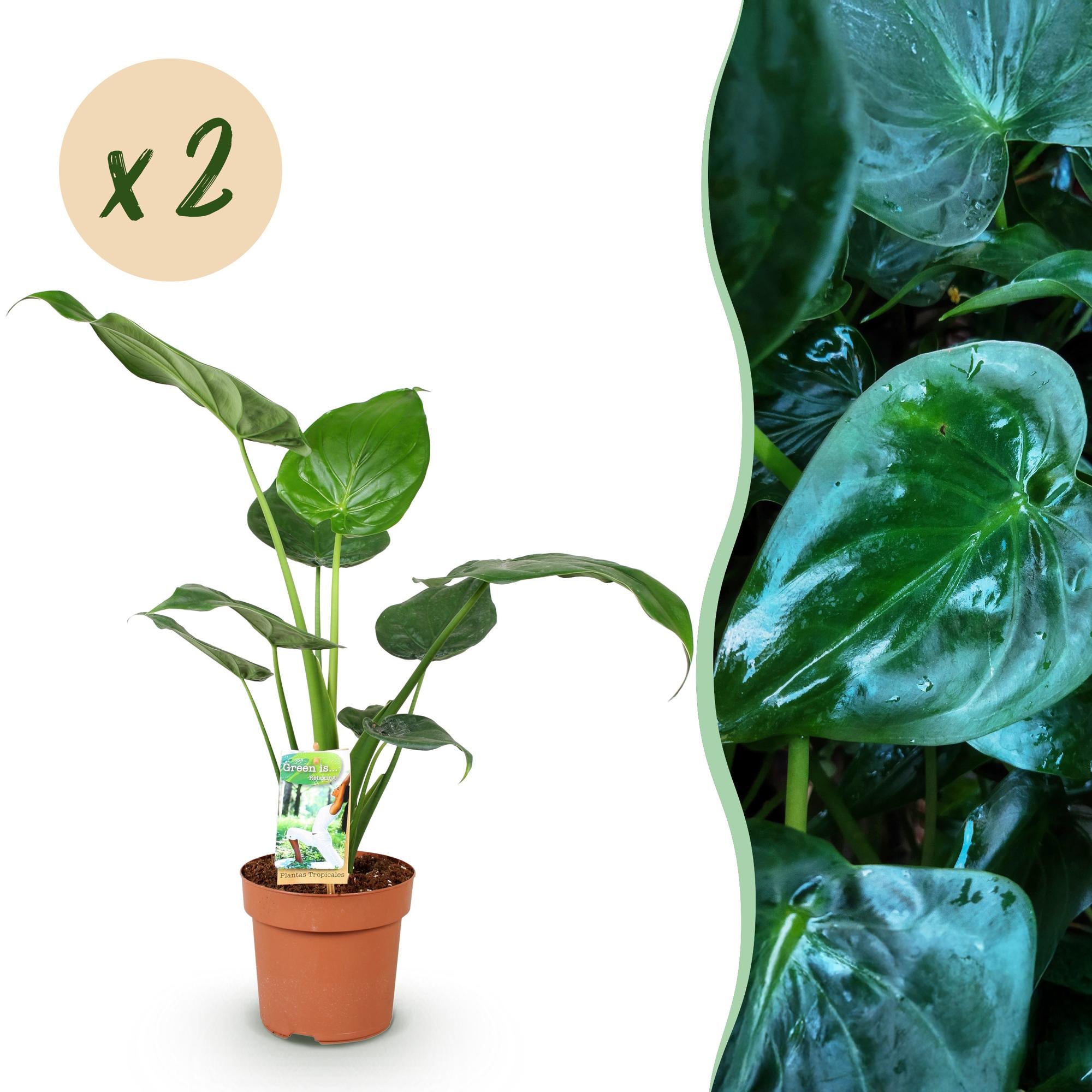 Green is... Kamerplanten - Alocasia Cucullata - Boeddha,s hand - Weinig onderhoud - Groen - 2 Planten - Pot 17cm - Hoogte 60-65cm