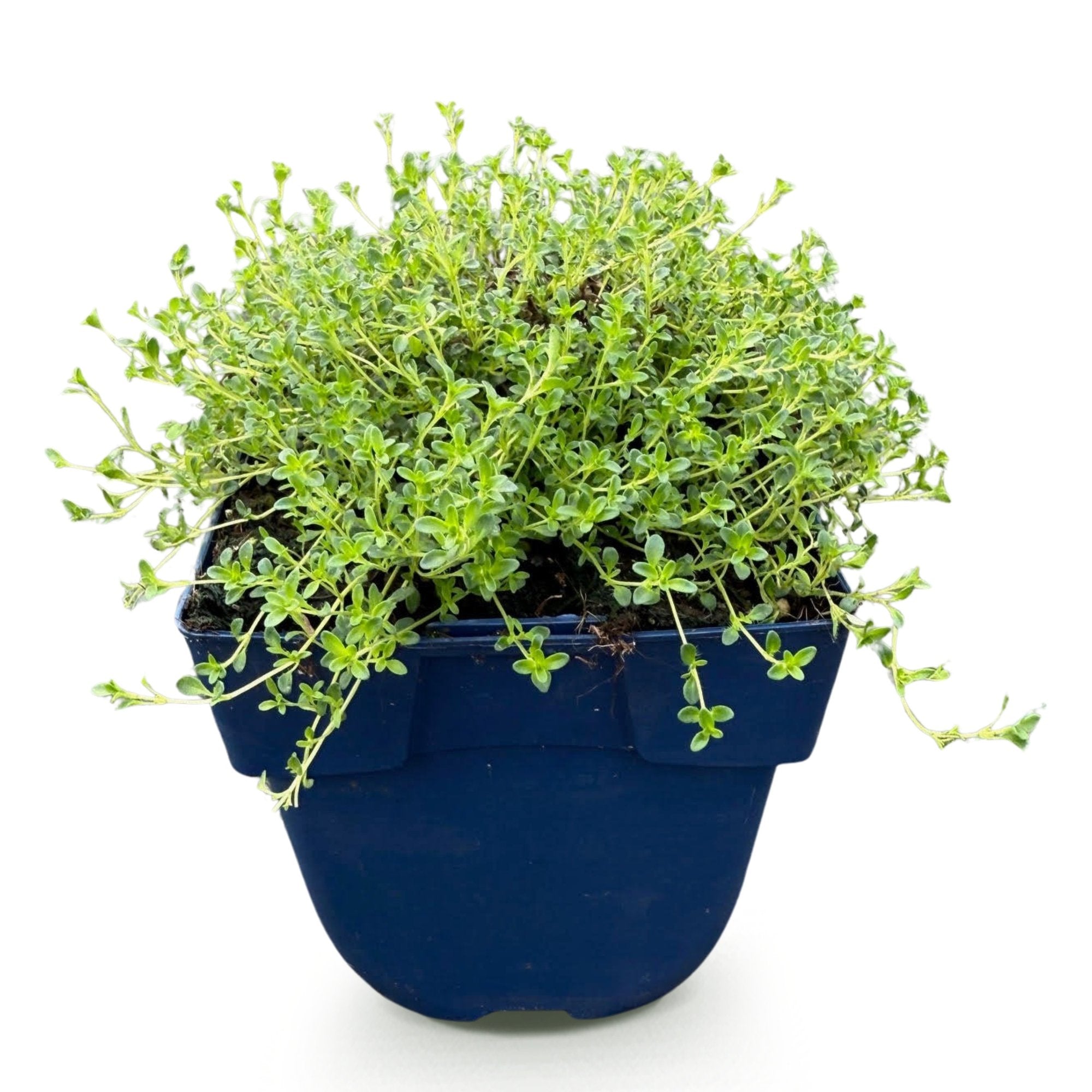 Vasteplant - Thymus praecox Albiflorus - Witte kruiptijm - Geurend - Wit - 1 Plant - Pot 11cm - Hoogte 15-25cm