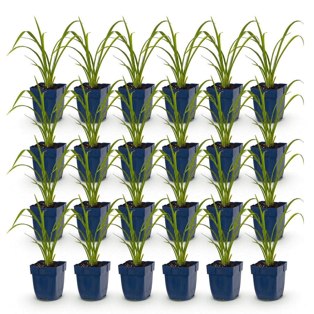 Vasteplant - Hemerocallis Mauna Loa - Daglelie - Bijen en Vlinderlokkers - Oranje - 24 Planten - Pot 11cm - Hoogte 15-25cm