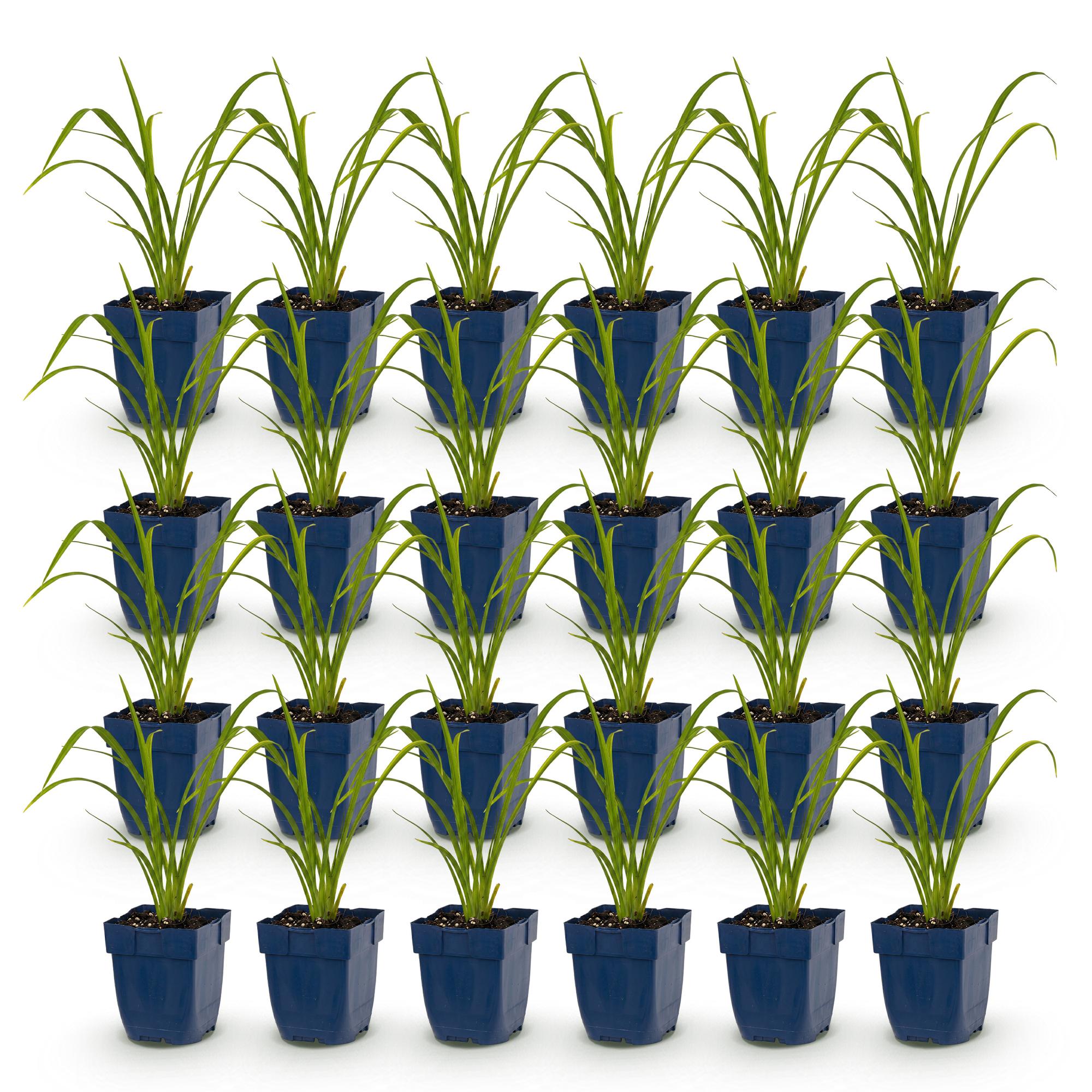 Vasteplant - Hemerocallis Mauna Loa - Daglelie - Bijen en Vlinderlokkers - Oranje - 24 Planten - Pot 11cm - Hoogte 15-25cm