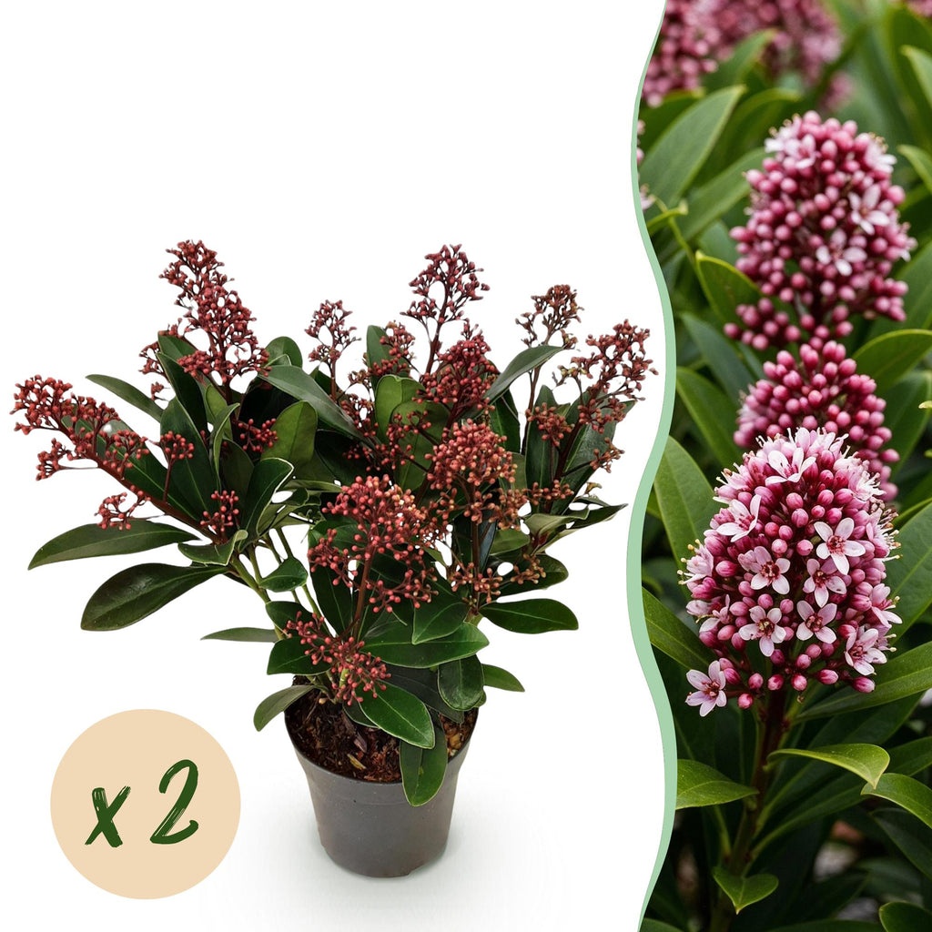 Terrasplant - Skimmia japonica Rubella - Bloem Rood - 10+ Bloemen - 2 Planten - Winterhard - Pot 10,5cm Hoogte 25cm