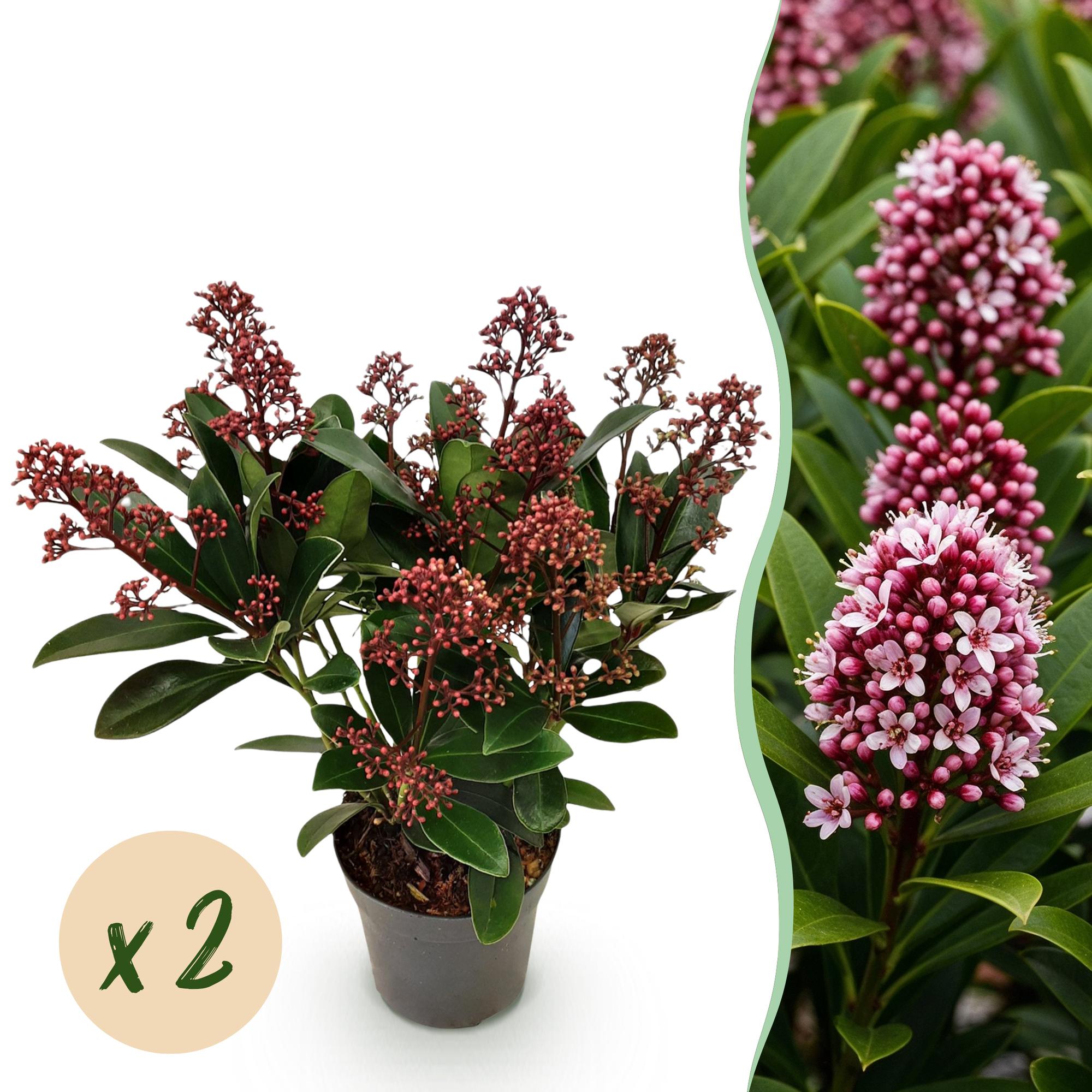 Terrasplant - Skimmia japonica Rubella - Bloem Rood - 10+ Bloemen - 2 Planten - Winterhard - Pot 10,5cm Hoogte 25cm