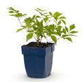 Vasteplant - Astilbe (J) Deutschland - Pluimspirea - Schaduw - Wit - 1 Plant - Pot 11cm - Hoogte 15-25cm