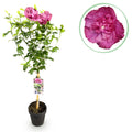 Plant op Stam - Hibiscus syriacus Magenta Chiffon® - Terras Plant - Bladverliezend - Winterhard - Roze Bloem - Pot 19cm Hoogte 90cm