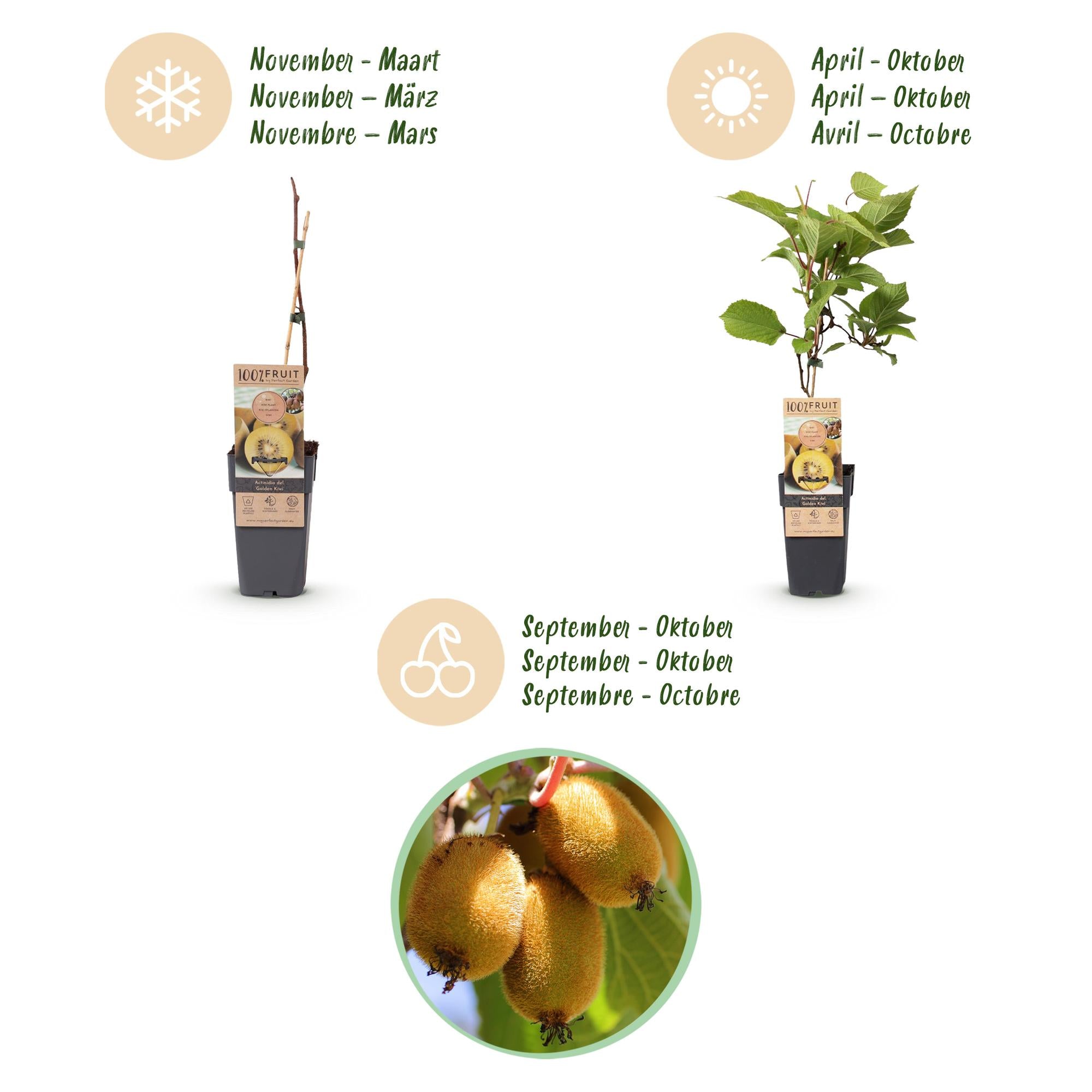 Fruitplant - Actinidia Weiki & Golden Kiwi - Kiwiplant - 1 Mannelijke - 2 Vrouwelijke - Planten - Geel - Pot 15cm - Hoogte 50cm