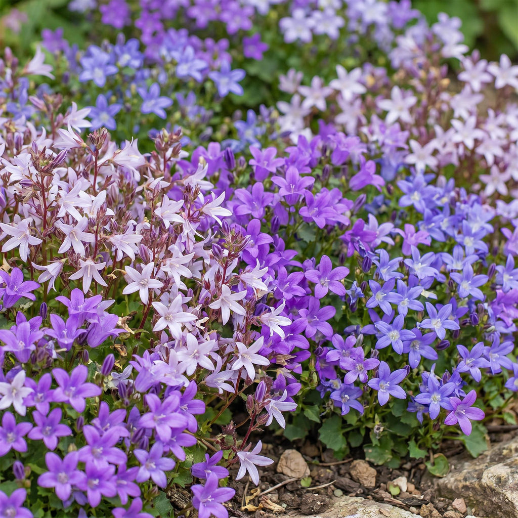 Vasteplant - Campanula portenschlagiana Tricolour - Perzikbladklokje - Bodembedekkend - Paars - Roze - Wit - 6 Planten - Pot 11cm - Hoogte 15-25cm