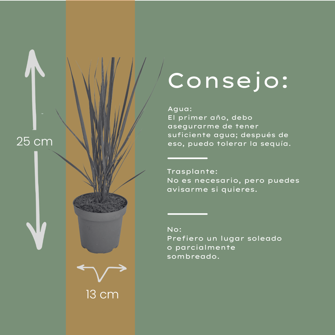 3x Panicum virgatum ‘Northwind’ – Sterk opgaand siergras met strakke groeivorm | Potmaat 12 cm