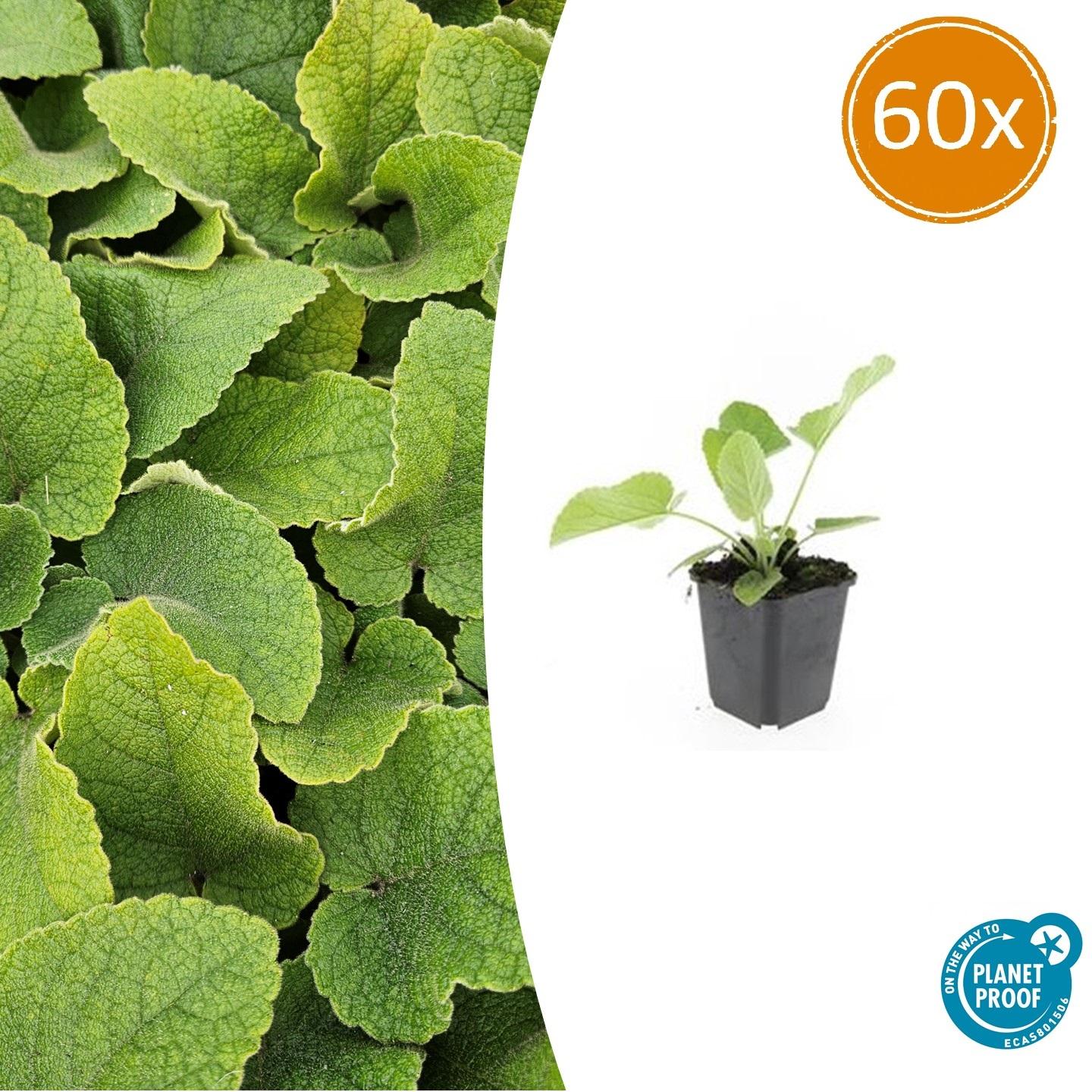 60x Phlomis russeliana - ↕10-25cm - Ø9cm