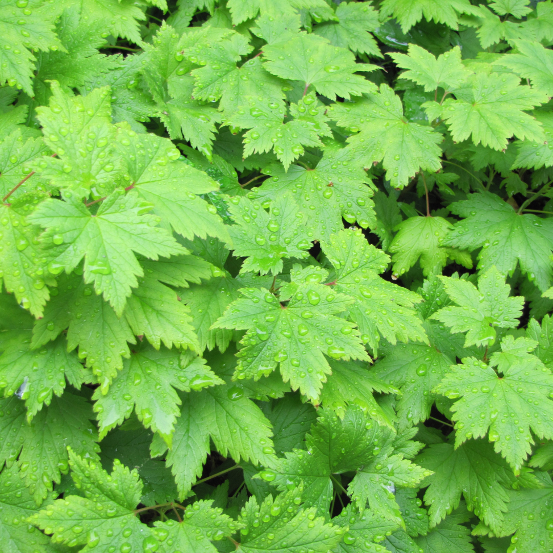 60x Tiarella cordifolia - ↕10-25cm - Ø9cm