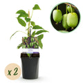 Fruitplant - Kiwi - Actinidia arguta Issai - Groene Vrucht - 2 planten -  Pot 11cm Hoogte 40cm