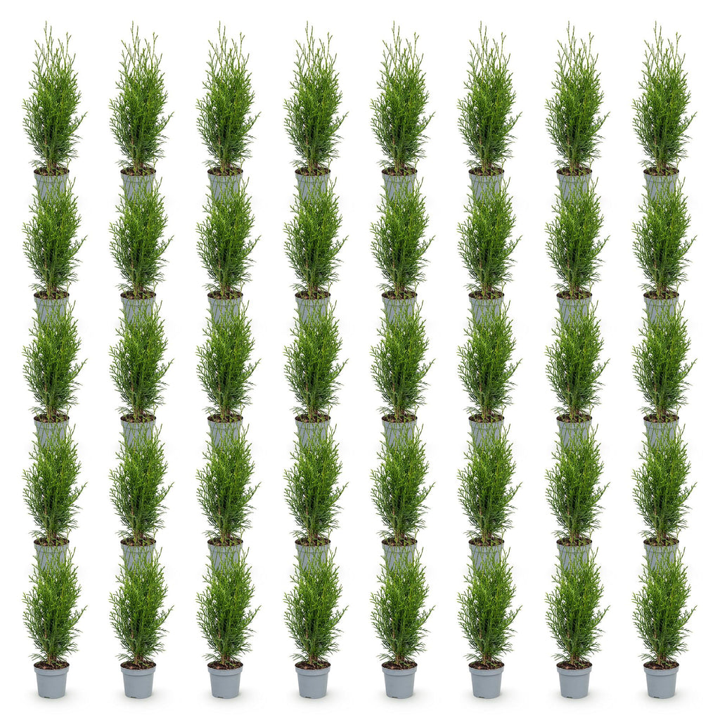 40x Thuja occidentalis Smaragd - Levensboom - Haagplanten - Groenblijvend - Groen - Pot 9cm - Hoogte 20-30cm