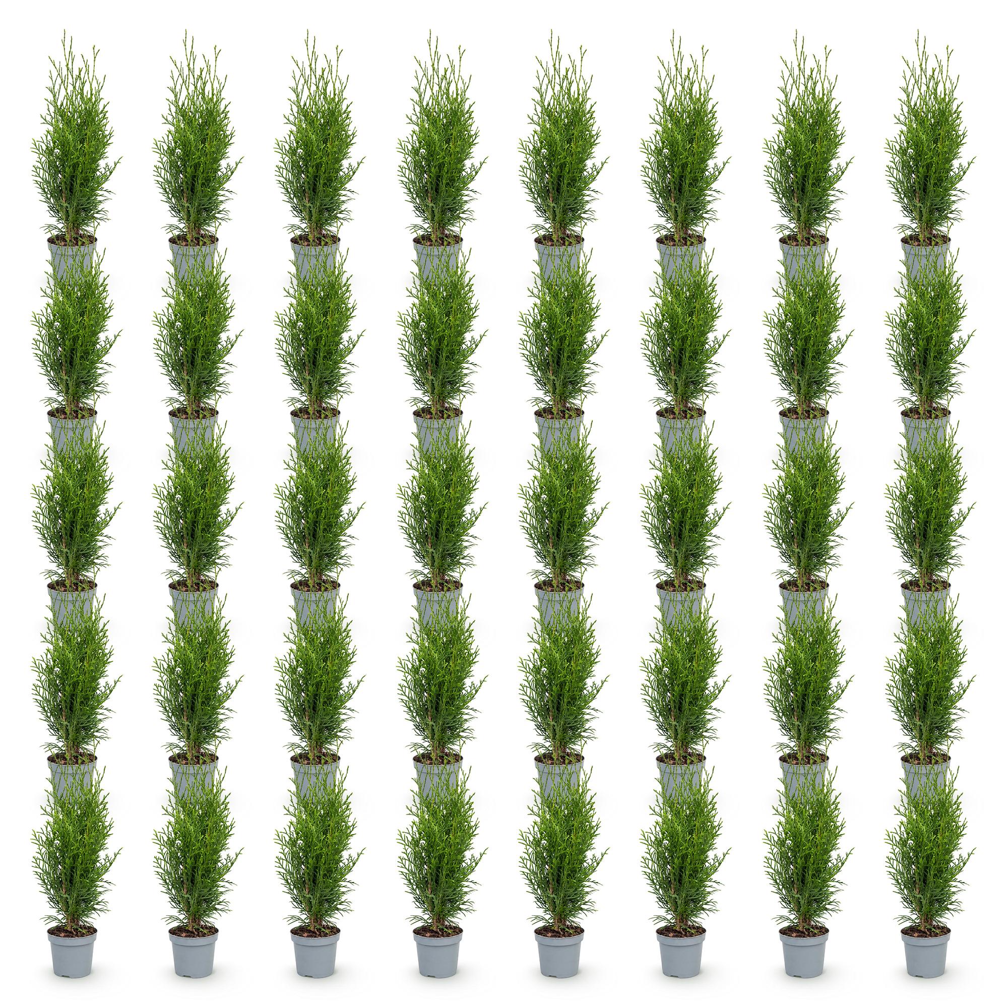 40x Thuja occidentalis Smaragd - Levensboom - Haagplanten - Groenblijvend - Groen - Pot 9cm - Hoogte 20-30cm