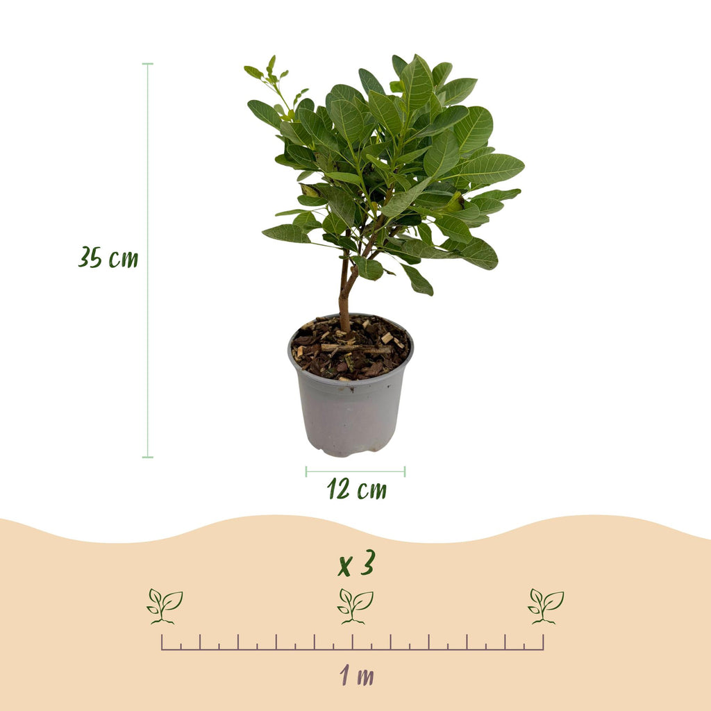 Tuinplant - Cotinus coggyria Young Lady - Groen 3 Planten - Bladverliezend - Weinig Onderhoud - Pot 12cm Hoogte 35cm