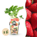 Fruitplanten - Aardbei - Fragaria Elsanta - Winterhard - 6 Planten - Pot 9 cm - Rode Aardbei