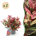 Tuinplant - Leucothoe Colour Diamond - Bont - 2 Planten - Groenblijvend - Weinig Onderhoud - Pot 17cm Hoogte 45cm